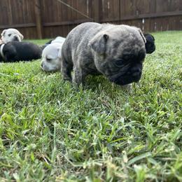 French Bulldog Puppies from Jackie’s French Bulldog’s