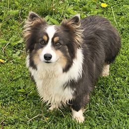 SKY - Pembroke Welsh Corgi