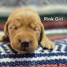 Girl 1 - Yellow female Labrador Retriever puppy in Potosi, Wisconsin from Point and Flush Gun Dogs
