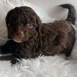 Benny chocolate abstract - Brown and white male Aussiedoodle puppy in Clarkston, Washington from Doodle & Poodle Palace