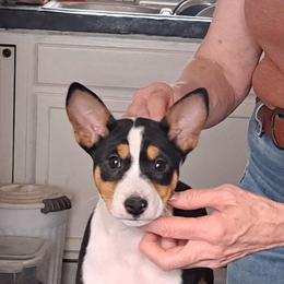Tri Girl - Tri-color female Basenji puppy in Tuttle, Oklahoma from Steadfast Farm (SFF)