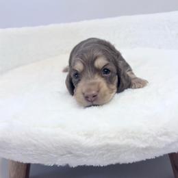 Screech - Chocolate and cream male Dachshund puppy in Perris, California from The Dach House