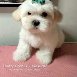 Angel - White female Shorkie puppy in Boca Raton, Florida from Tina-Marie's Pups