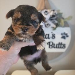 Ansley - Black and tan female Yorkshire Terrier puppy in Clermont, Florida from Bella's Prissy Butts