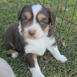 Red Tri Male 1 - Red tri-color male Australian Shepherd puppy in Crossville, Alabama from Bluff View Aussies