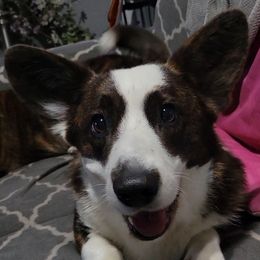 Meg - Cardigan Welsh Corgi
