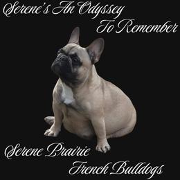 Odyssey - Fawn and white female French Bulldog puppy in Cheney, Washington from Serene Prairie K9