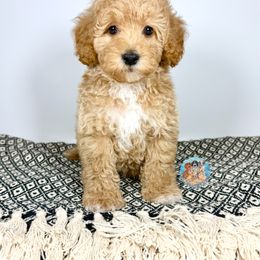 Aussiedoodle, Bernedoodle, Double Doodle, and Goldendoodle Puppies from Dandy Doodle Ranch