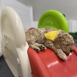 Goldendoodle and Poodle Puppies from Picture Perfect Doodles