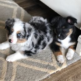 Miniature Australian Shepherds from Hill Top Mini Aussies