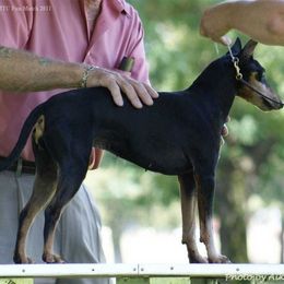 Manchester Terrier All Grown Up from Medley