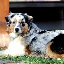 Shelby  - Australian Shepherd