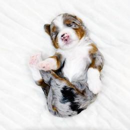 Haven - Blue merle female Bernedoodle puppy in Mahomet, Illinois from Jordan Family Doodles