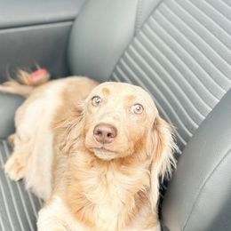 Annebella - Dachshund