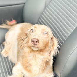 Annebella - Dachshund