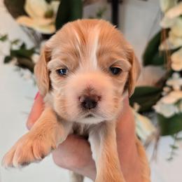 Edith - Silver female Cocker Spaniel puppy in Platteville, Wisconsin from Elk Grove Cocker Spainels