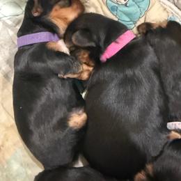 Marcia Pink Collar - Black and tan female Yorkshire Terrier puppy in Pembroke Pines, Florida from Sunshine Parti Yorkies