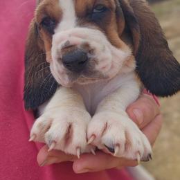 Bullseye, Dark green - Black brown and white male Basset Hound puppy in Fort Leonard Wood, Missouri from Ozark Hounds