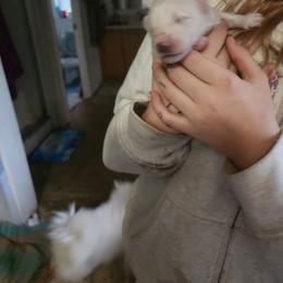 Babbette - White female American Eskimo Dog puppy in Grants Pass, Oregon from SnH Eskies