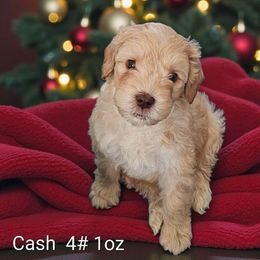 Cash - Caramel red male Australian Labradoodle puppy in Glenford, Ohio from Mi-De Doodles