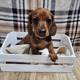 Wally - Red male Dachshund puppy in Anaconda, Montana from Montana Country Dachshunds