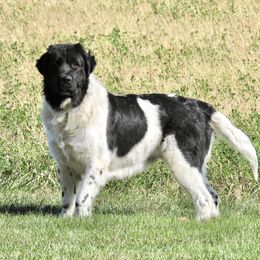 Dakota - Newfoundland