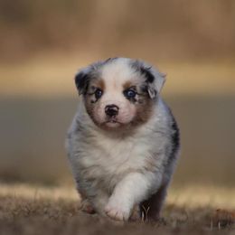 Lucy Gray - Blue merle Australian Shepherd puppy in Springville, Alabama from Cross Creek Aussies
