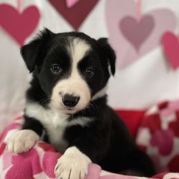 Border Collie Puppies from Trailblazer Border Collies
