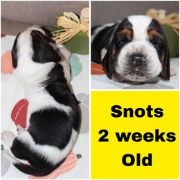 Snotz - Black brown and white male Basset Hound puppy in Jacksboro, Texas from Basset Hounds of Jacksboro, Tx