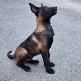 Sy - Belgian Malinois puppy from Forever Family K9