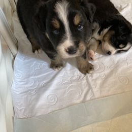 Miniature Australian Shepherd Puppies from Southern Maine Aussies