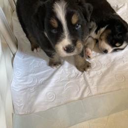 Miniature Australian Shepherd Puppies from Southern Maine Aussies