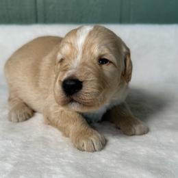 Bear - Yellow and white male Bernedoodle puppy in Osage City, Kansas from Golden Ridge Goldens