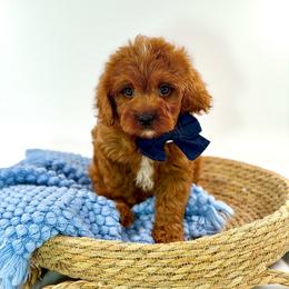 Biscuit - Red male Cavapoo puppy in Melissa, Texas from Southern Love Cavapoos & Maltipoos