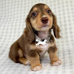 Jack, Longhair, Chocolate and Tan, AKC - Chocolate and tan male Dachshund puppy in South Easton, Massachusetts from Depot Dachsies