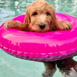Goldendoodle Puppies from Lucky's Doodlez