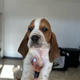Boy 3 - Brown black and white male Basset Hound puppy in Las Animas, Colorado from J&D Dachsies
