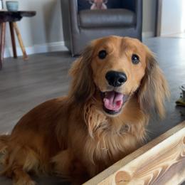 Willie - Dachshund