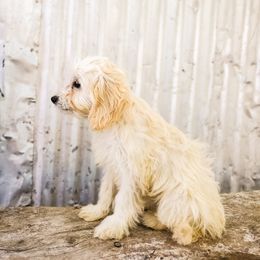 Cockapoo Puppies from Cowboy Country Cockapoos