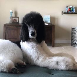Poodles from Clermont Florida Standard Poodles