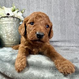 Maeve - Red female Irish Doodle puppy in Hammond, Wisconsin from Queen of the Hill Puppies