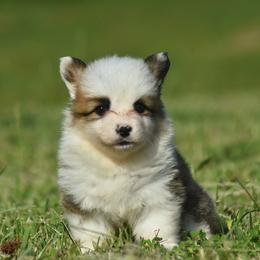 Fluffy Sable Male 1 - Sable male Pembroke Welsh Corgi puppy in Kansas City, Missouri from Willow Creek Corgis