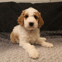 Goldendoodle Puppies from Cali Doodles