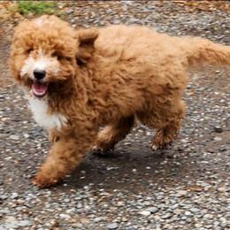 Teal collar boy - Apricot male Goldendoodle puppy in Los Molinos Ca, California from Sunshine Sanctuary Doodles