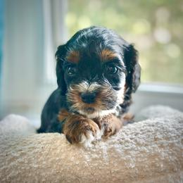 Papaya - Black white and tan female Cockapoo puppy in Palm Beach County, Florida from Benji’s Cockapoos