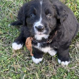 Male - male Golden Mountain Dog puppy in Tacoma, Washington from Canyon Meadows Farm