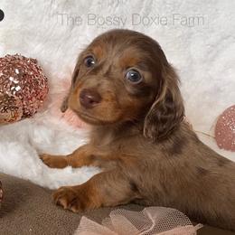Dachshund and Miniature Schnauzer Puppies from The Bossy Doxie Farm