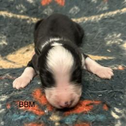 Australian Shepherd, Dachshund, and Jack Russell Terrier Puppies from Tuff Country Farm