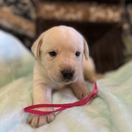 Labrador Retriever Puppies from Gem State English Labrador Retrievers