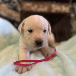Labrador Retriever Puppies from Gem State English Labrador Retrievers